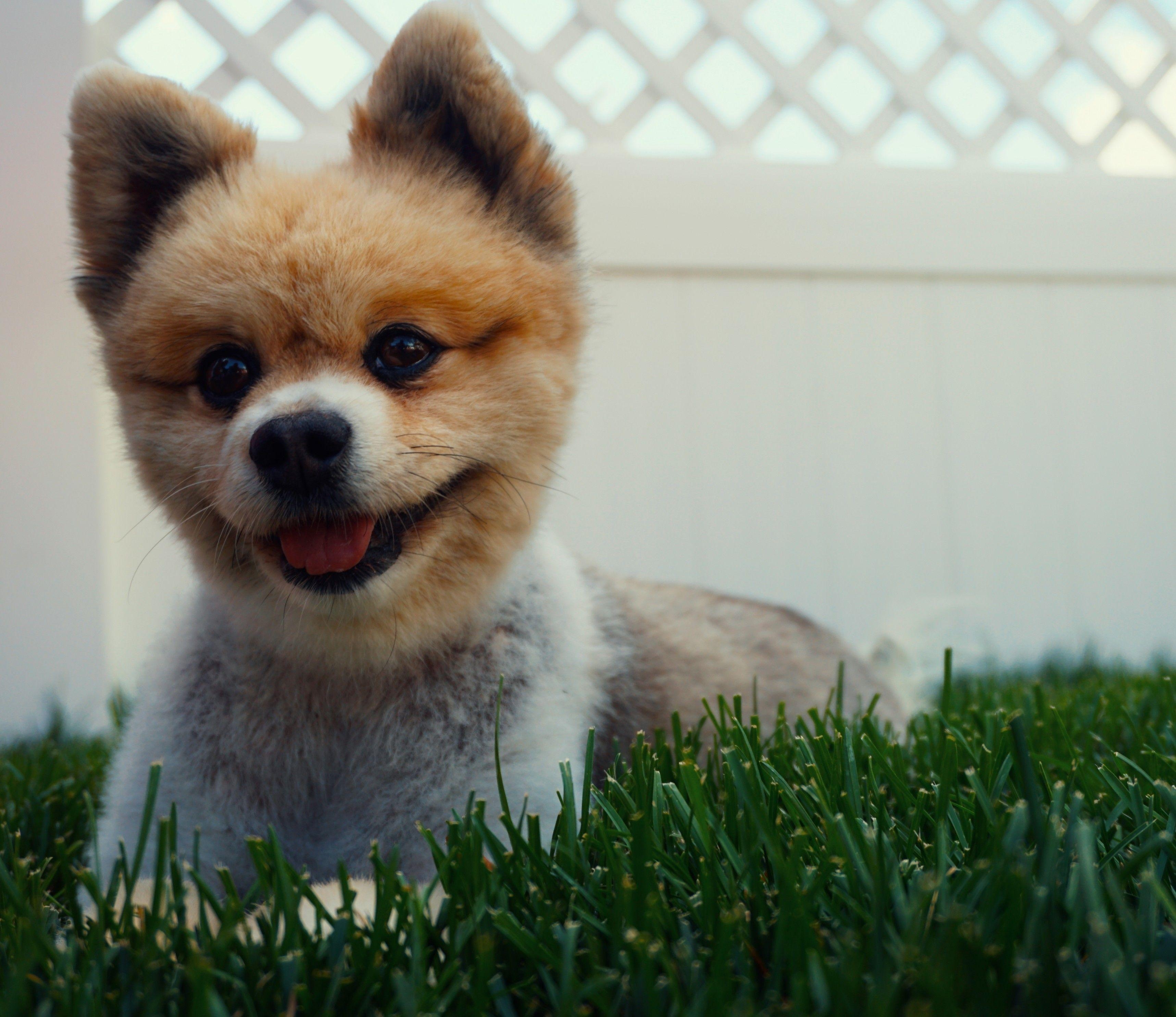 Pomeranian Hund, Welpe, Rasen, Zunge, Hintergrund, 3440x2970 4K Desktop