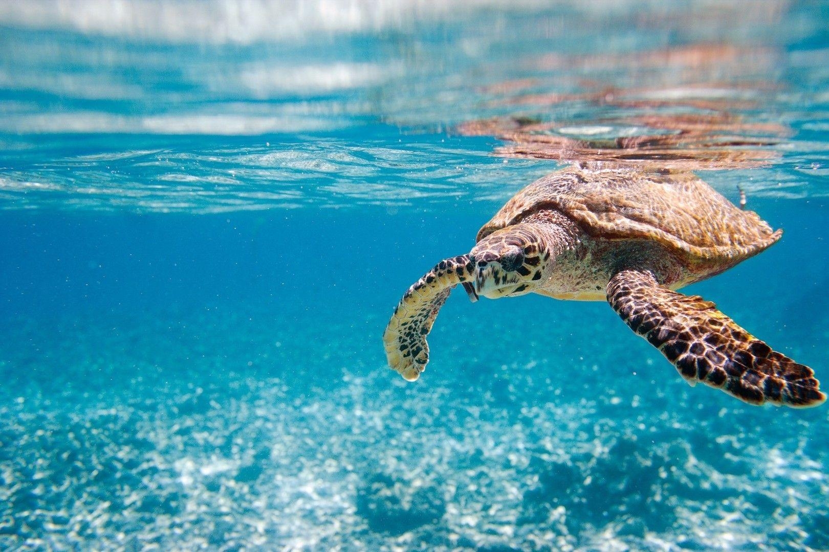 Afrika, Schildkröte, Natur, Blau, Meer, 1620x1080 HD Desktop