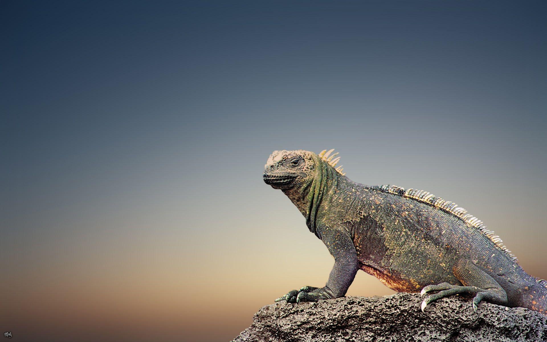 Iguana, HD, Tiere, Natur, Reptilien, 1920x1200 HD Desktop