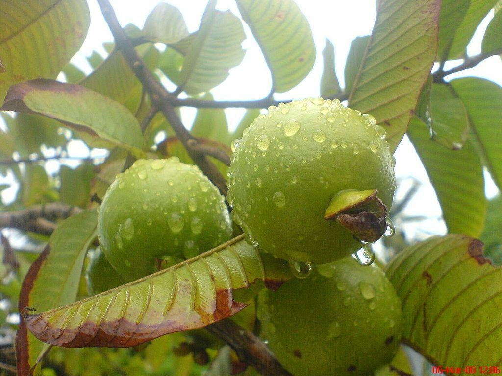 Guave, Frucht, Tropisch, Lecker, Grün, 1030x770 HD Desktop