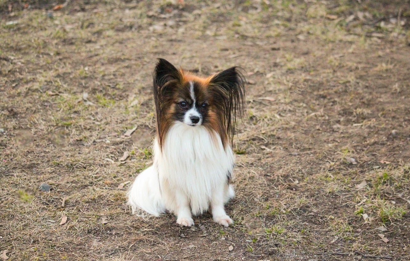 Papillon Hund, weißer Hund, süß, Säbelhaare, 1340x850 HD Desktop