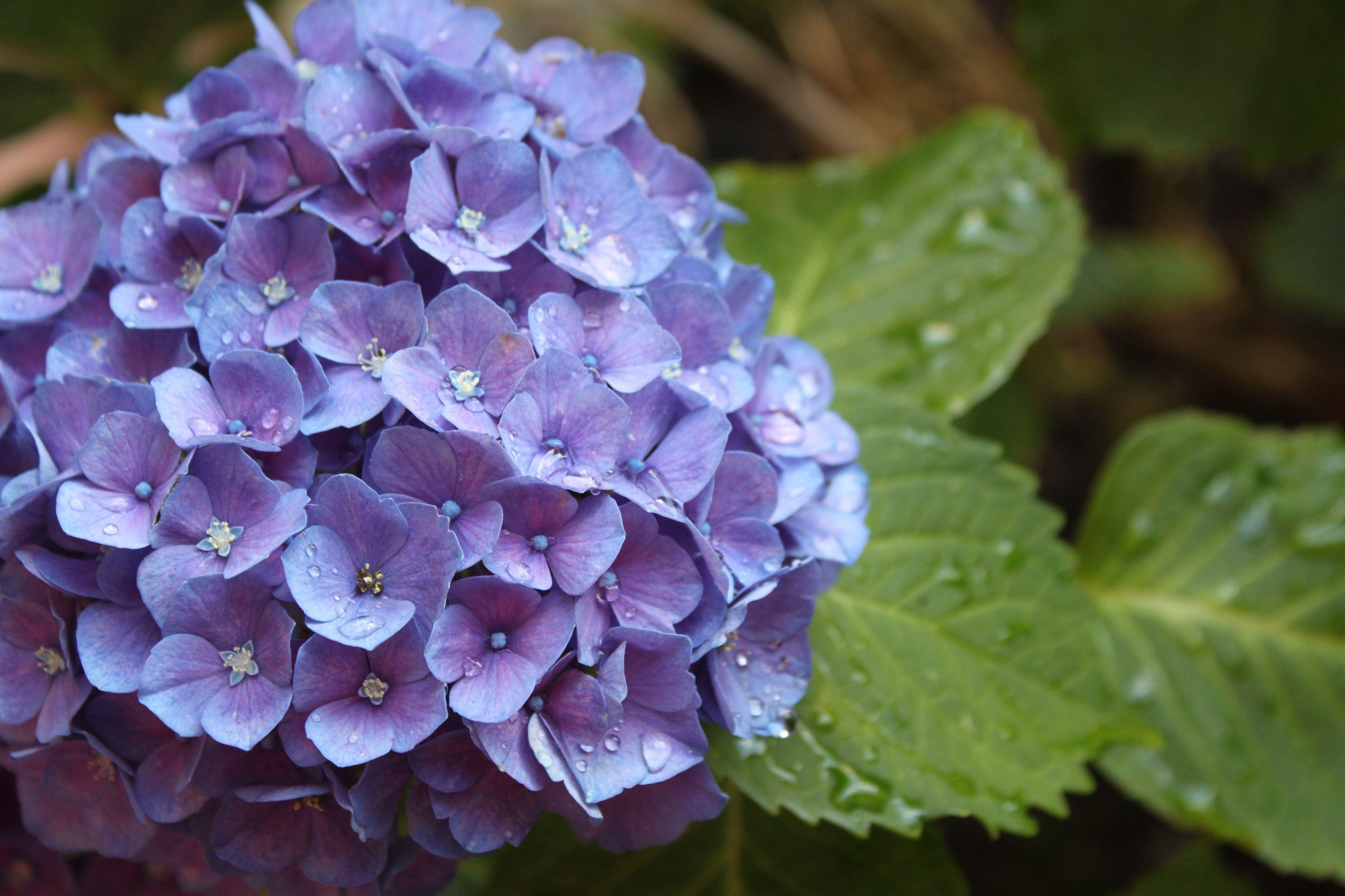 Lila Hortensien, Blüten, Tropfen, HD, 4760x3170 4K Desktop