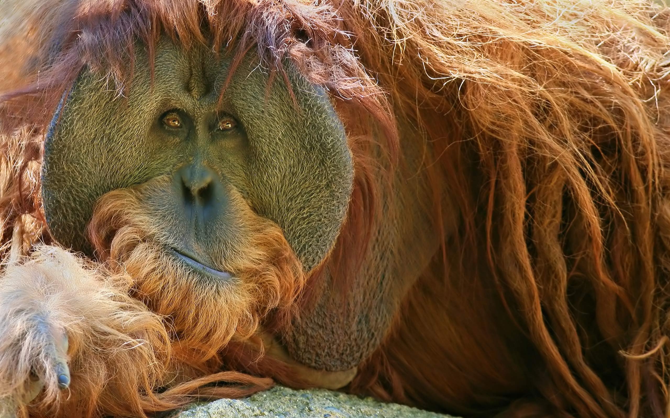 Orang-Utan, Bild, Tier, Primat, Natur, 2560x1600 HD Desktop