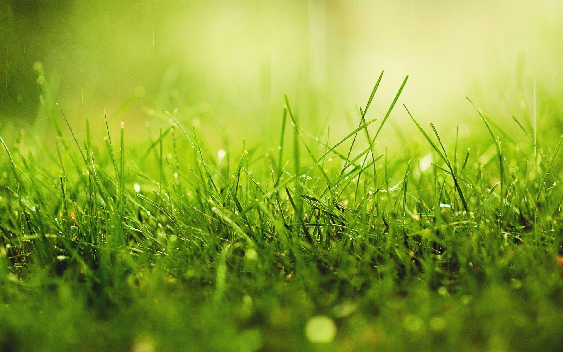 Gras, Natur, Bild, Grün, Hintergrund, 1920x1200 HD Desktop