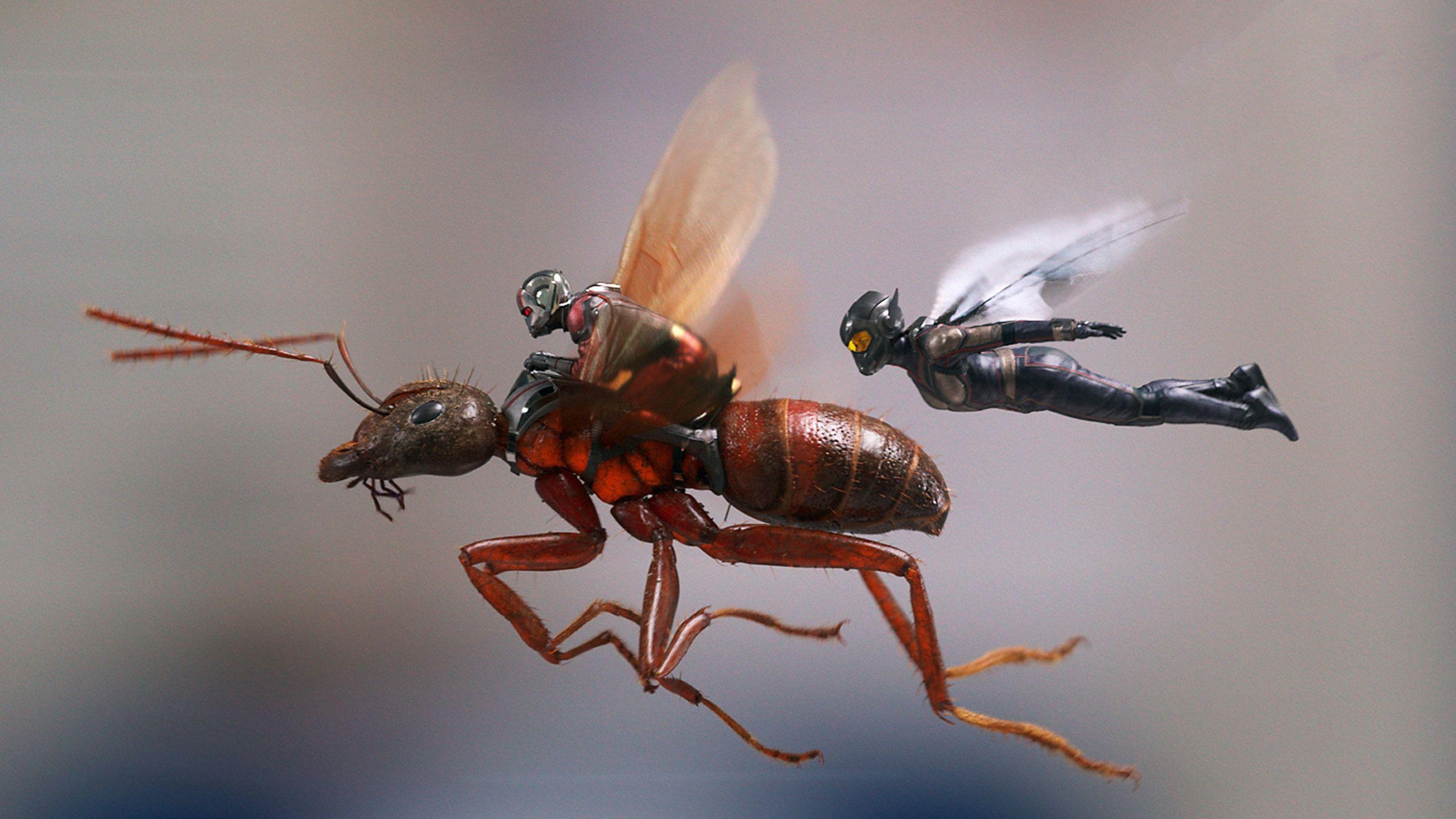 Ant Man, Wasp, 1440p, HD, 4K, 2560x1440 HD Desktop