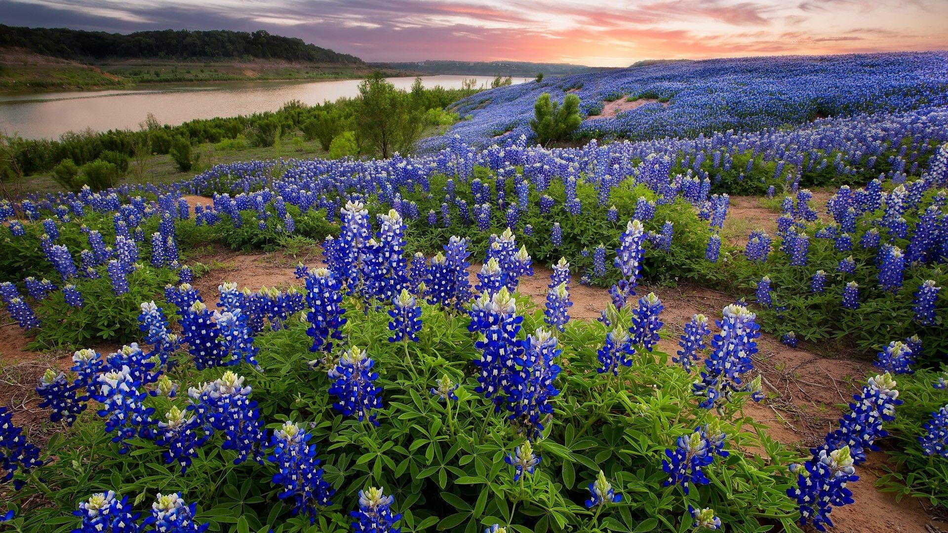 Bluebonnets, Muleshoe Bend, Sonnenaufgang, Texas, USA, 1920x1080 Full HD Desktop