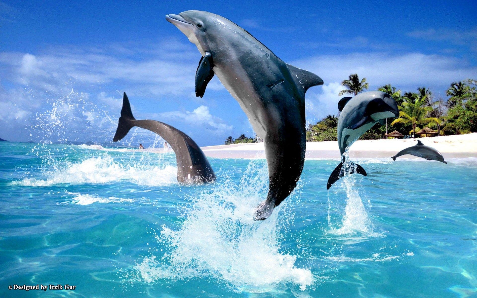 Delphin, iPhone, Mobil, Bildschirm, Tiere, 1920x1200 HD Desktop