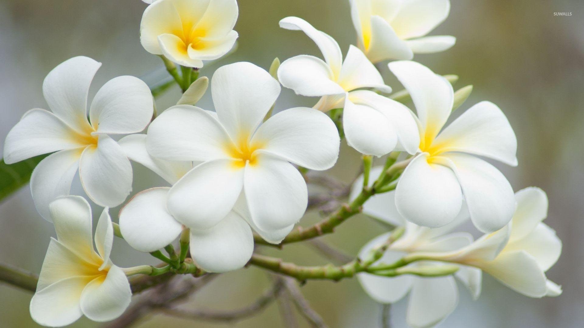 Weiße Plumeria, Natur, Blumen, Hawaiʻi, Hintergrund, 1920x1080 Full HD Desktop