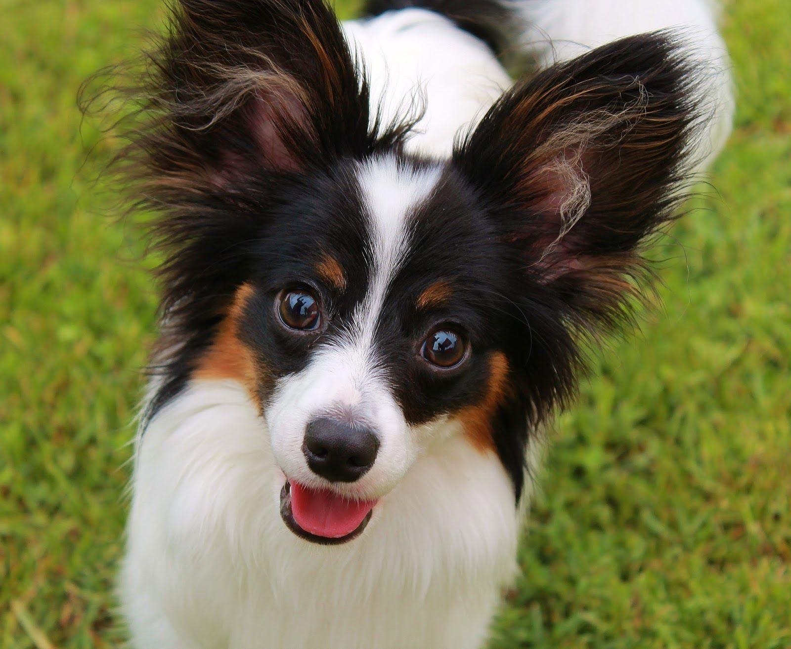 Papillon Hund, Tier, Desktop-Hintergrund, süße Tiere, 1600x1320 HD Desktop