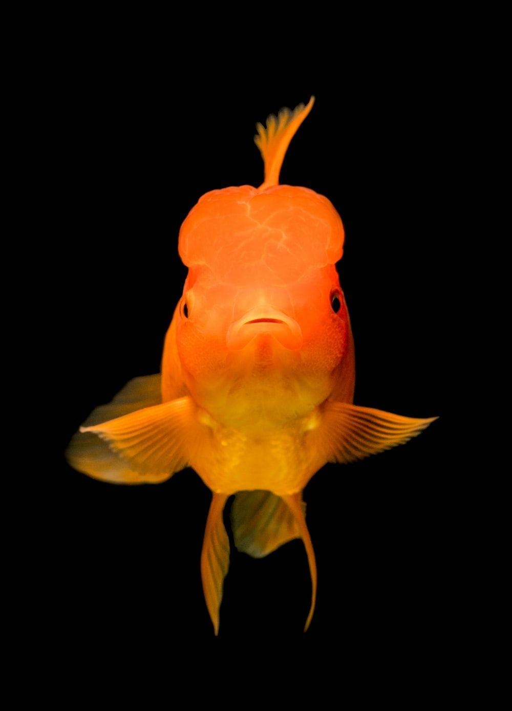 Oranda Goldfisch, Bild, Kostenlos, Tiere, Aquarium, 1000x1390 HD Handy