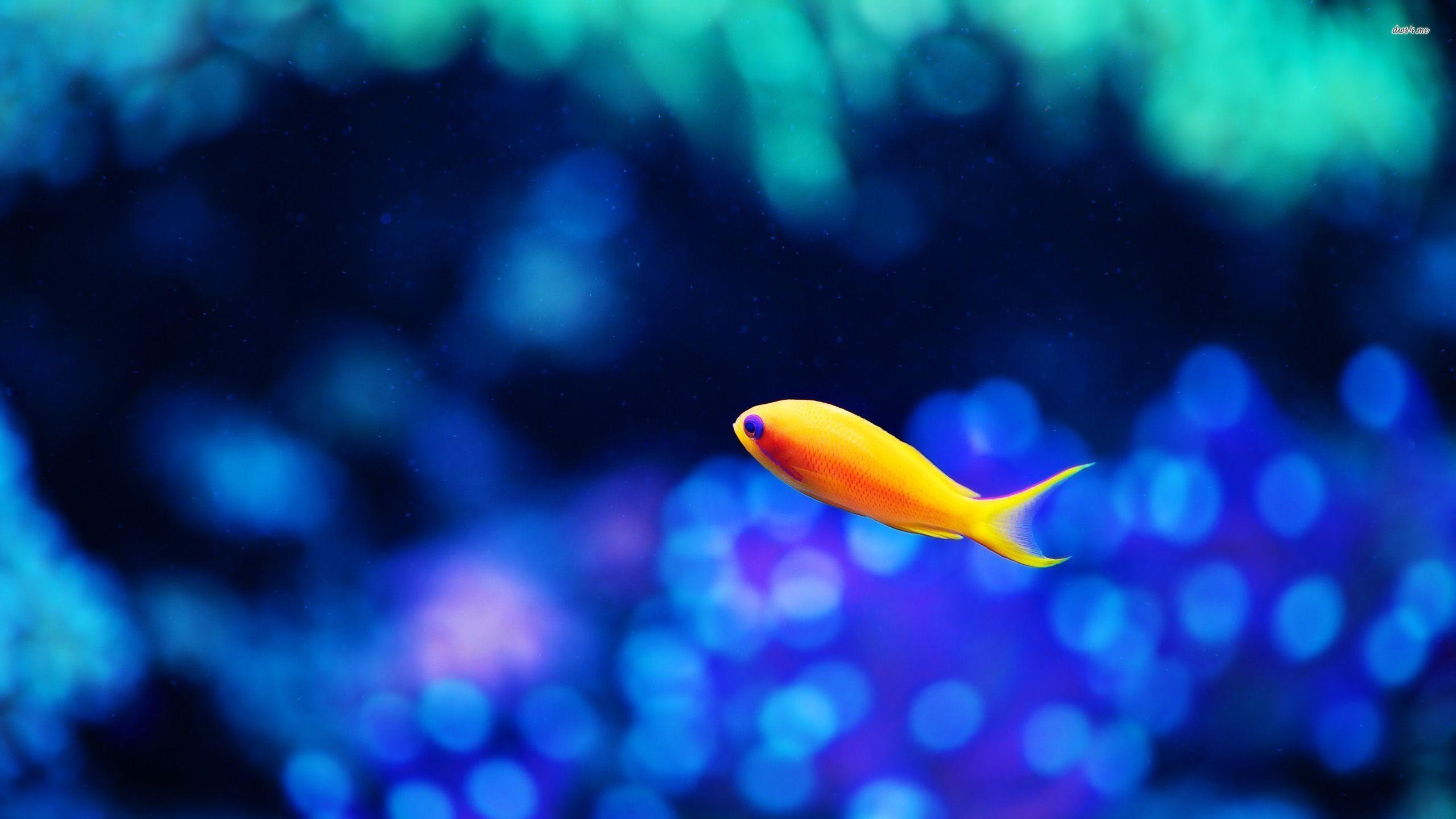 Goldfisch, Bild, Wasser, Tiere, Aquarium, 2560x1440 HD Desktop