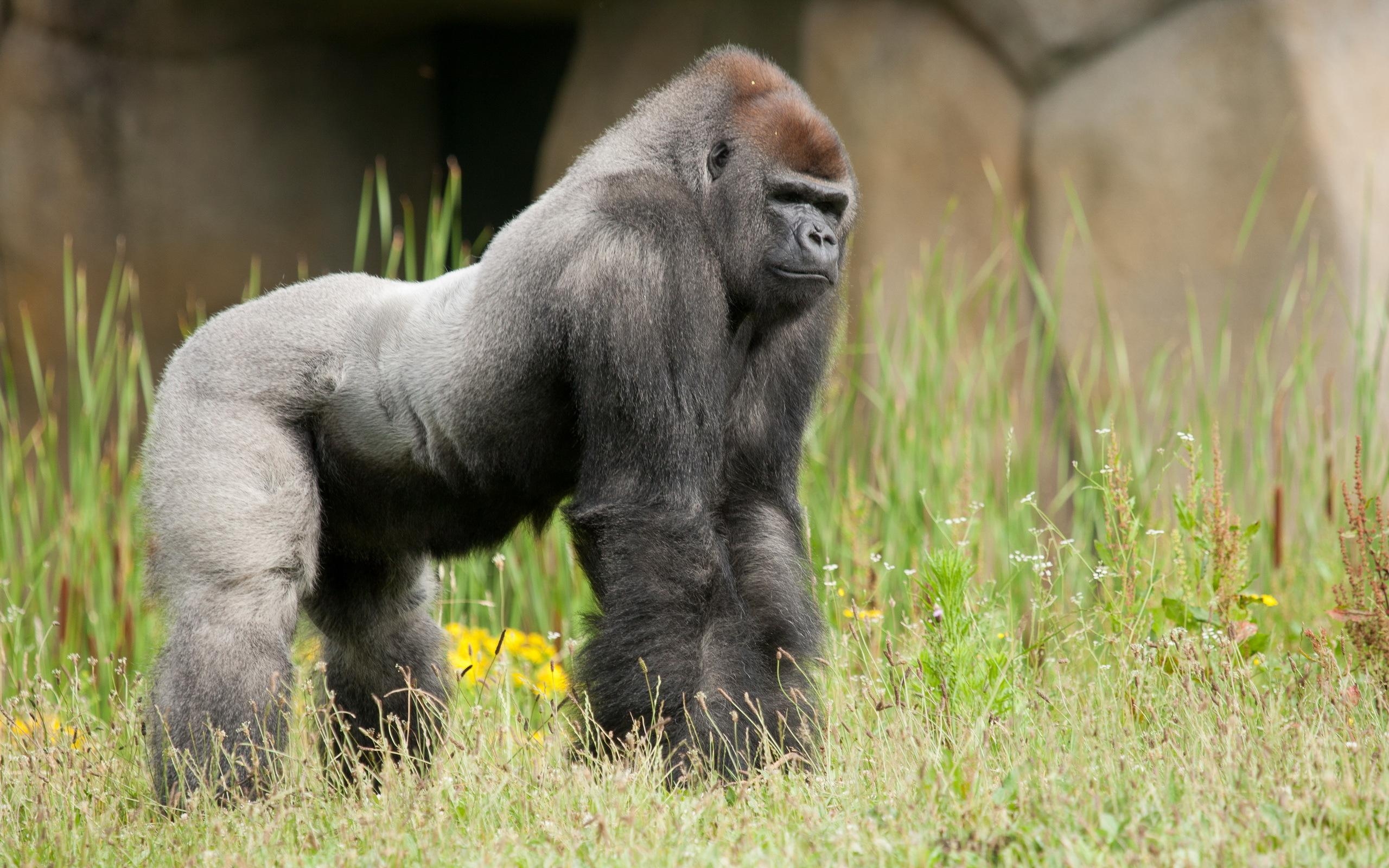 Gorilla, Tier, HD, Hintergrund, Natur, 2560x1600 HD Desktop