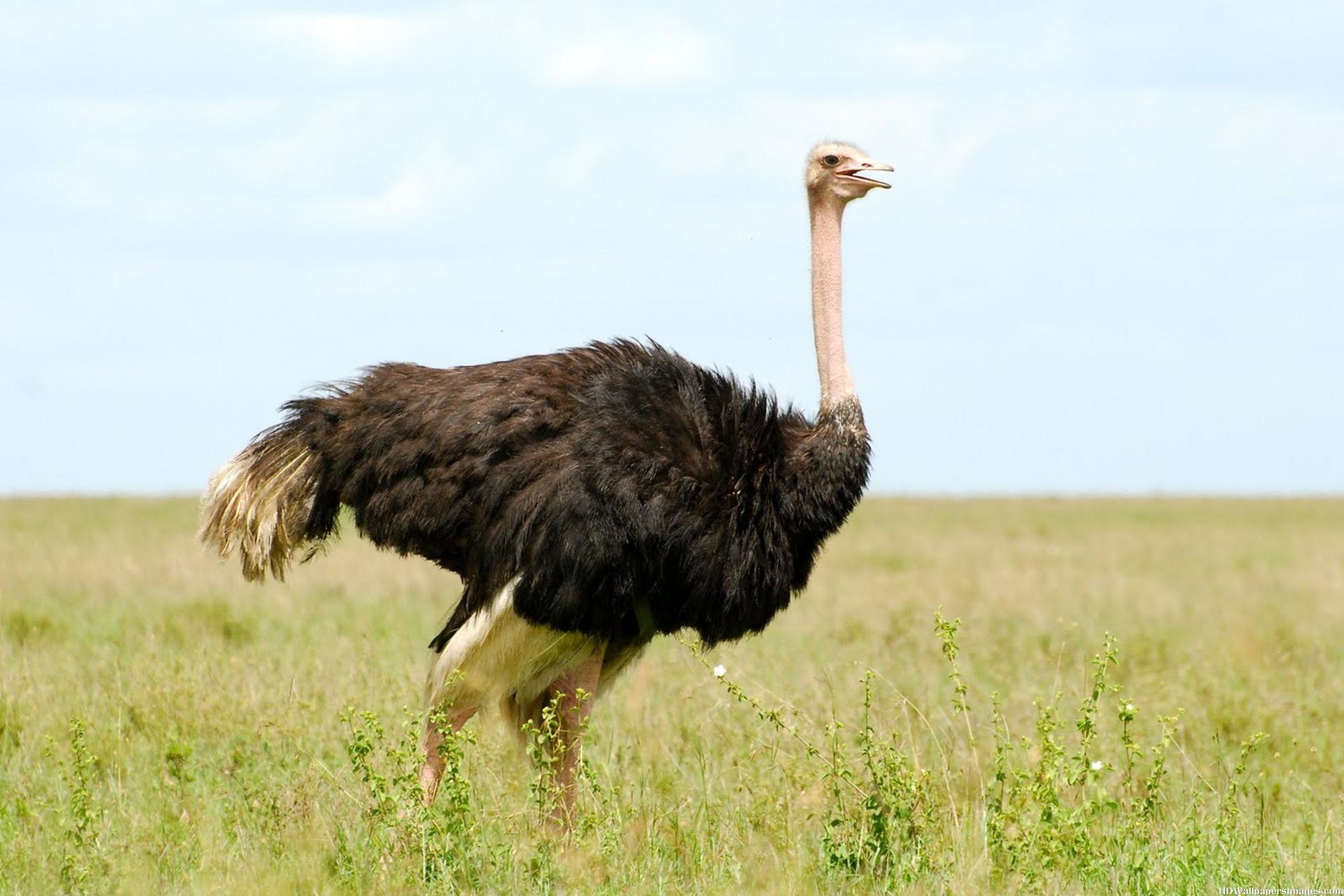 Strauß, Breitbild, Hintergrund, Vögel, Tiere, 1920x1280 HD Desktop