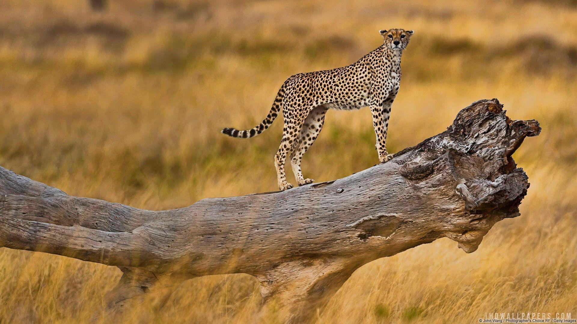 Gepard, Serengeti, Tansania, Raubkatzen, Wildnis, 1920x1080 Full HD Desktop