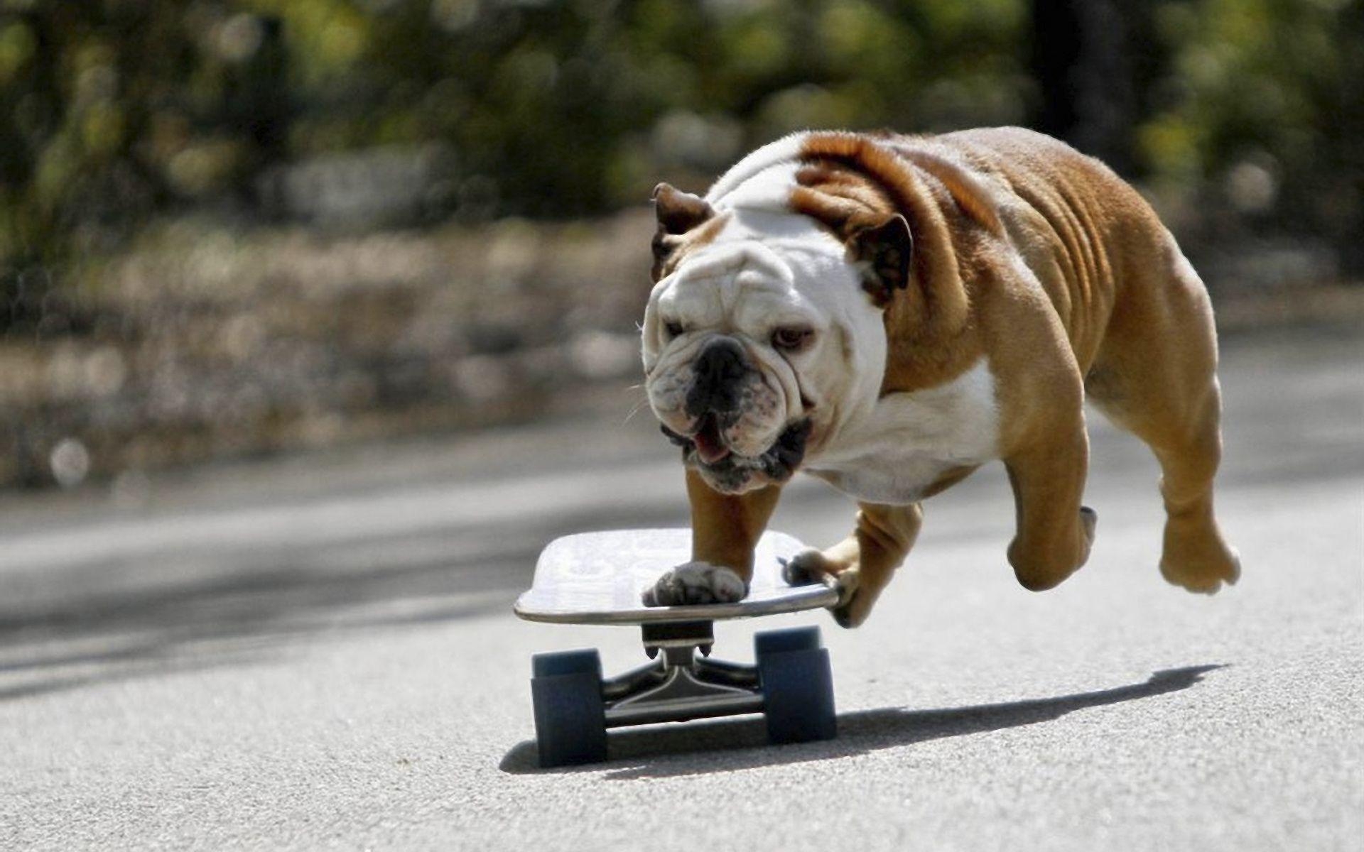 Englische Bulldogge, Foto, Bild, Hintergrund, Tier, 1920x1200 HD Desktop