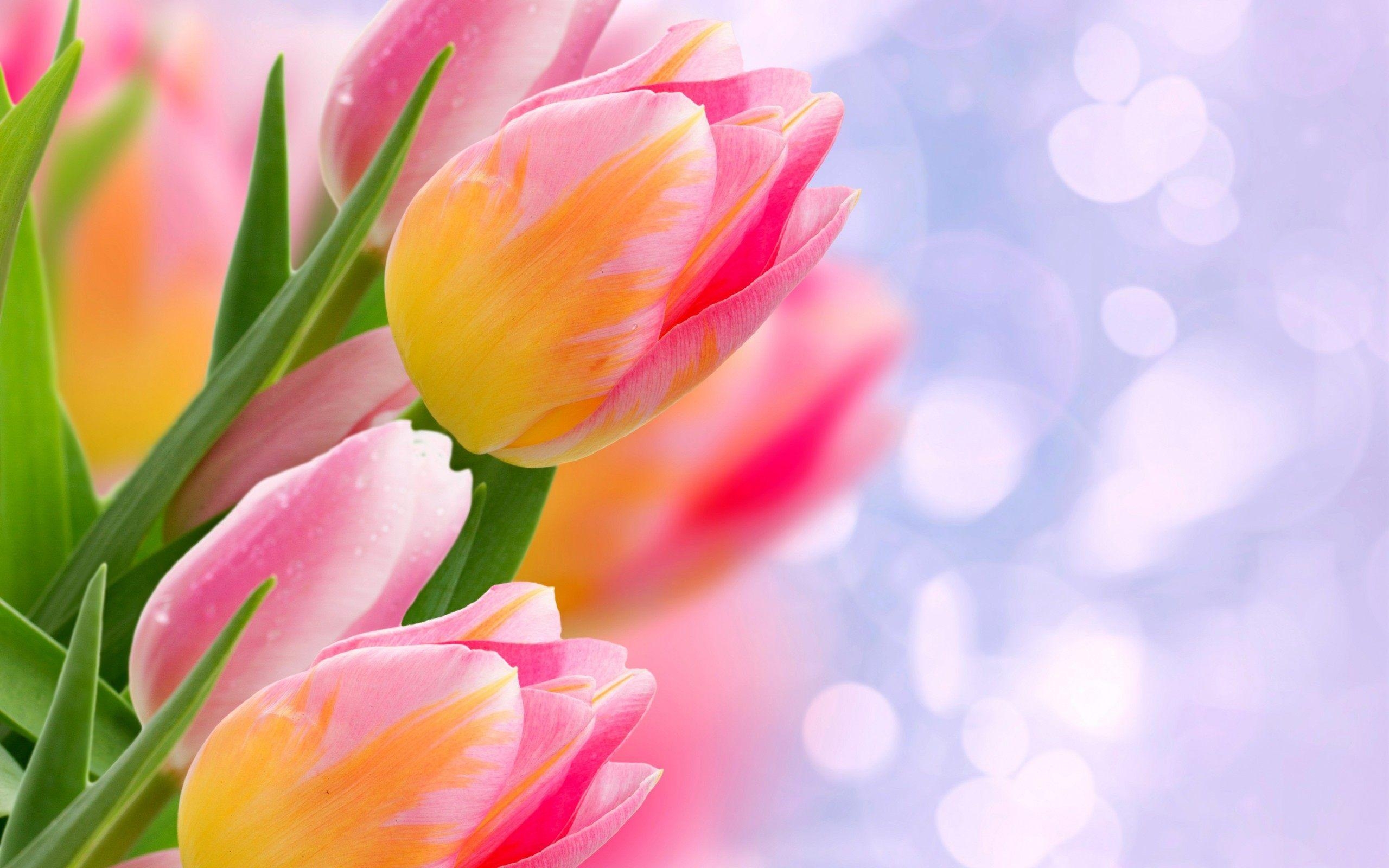 Tulpe Natur, Bunga, Blume, Blüte, HD, 2560x1600 HD Desktop