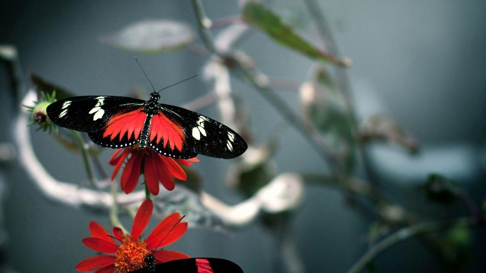 Schmetterling, Insektenwelt, Flügel, Natur, botanischer Garten, 1600x900 HD Desktop