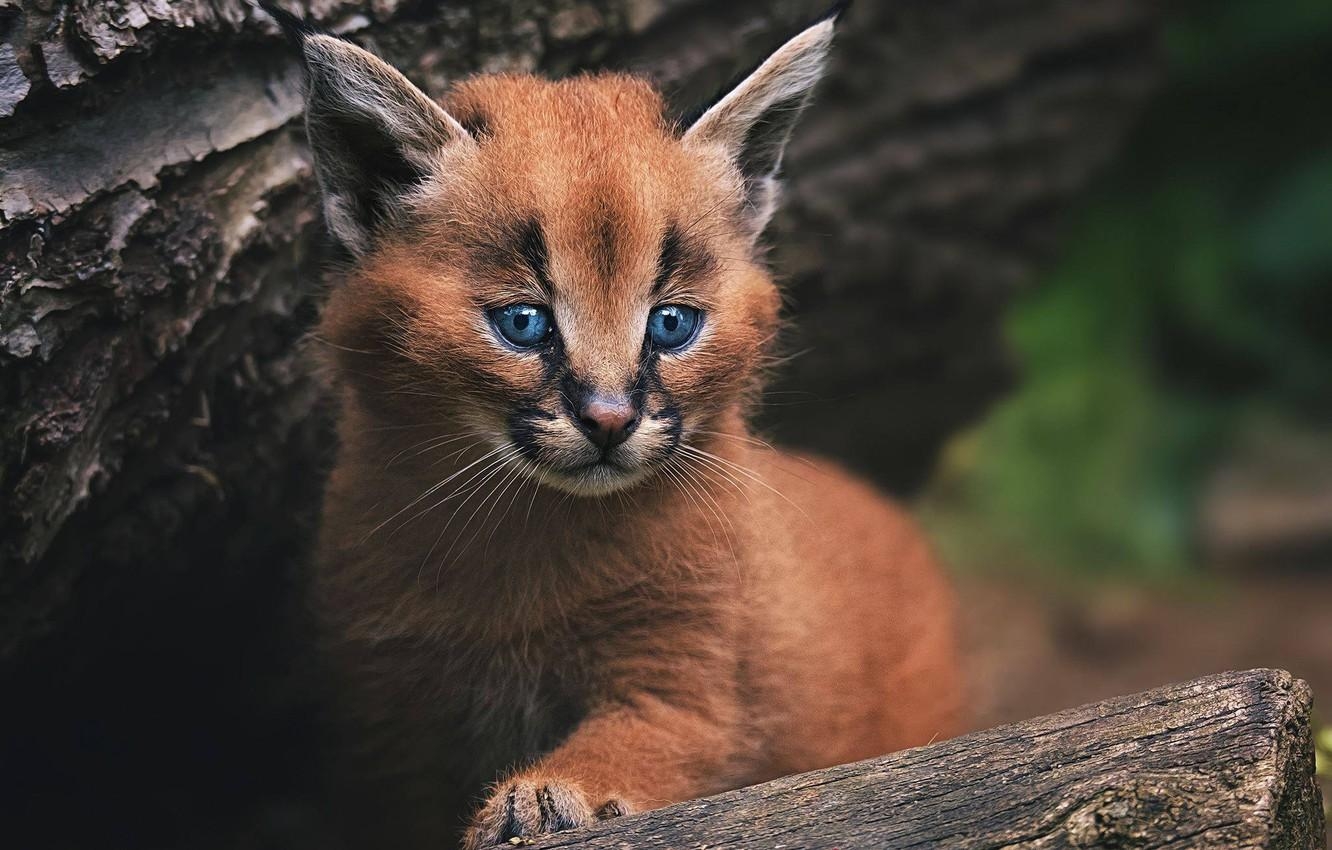 Karakal, Wildkatze, Kätzchen, Desktop, Bild, 1340x850 HD Desktop