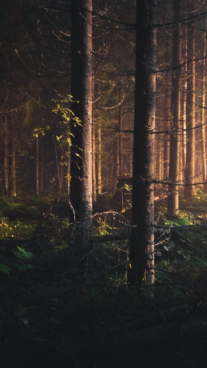 Bäume, Finnland, Wald, Natur, Landschaft, 720x1280 HD Handy