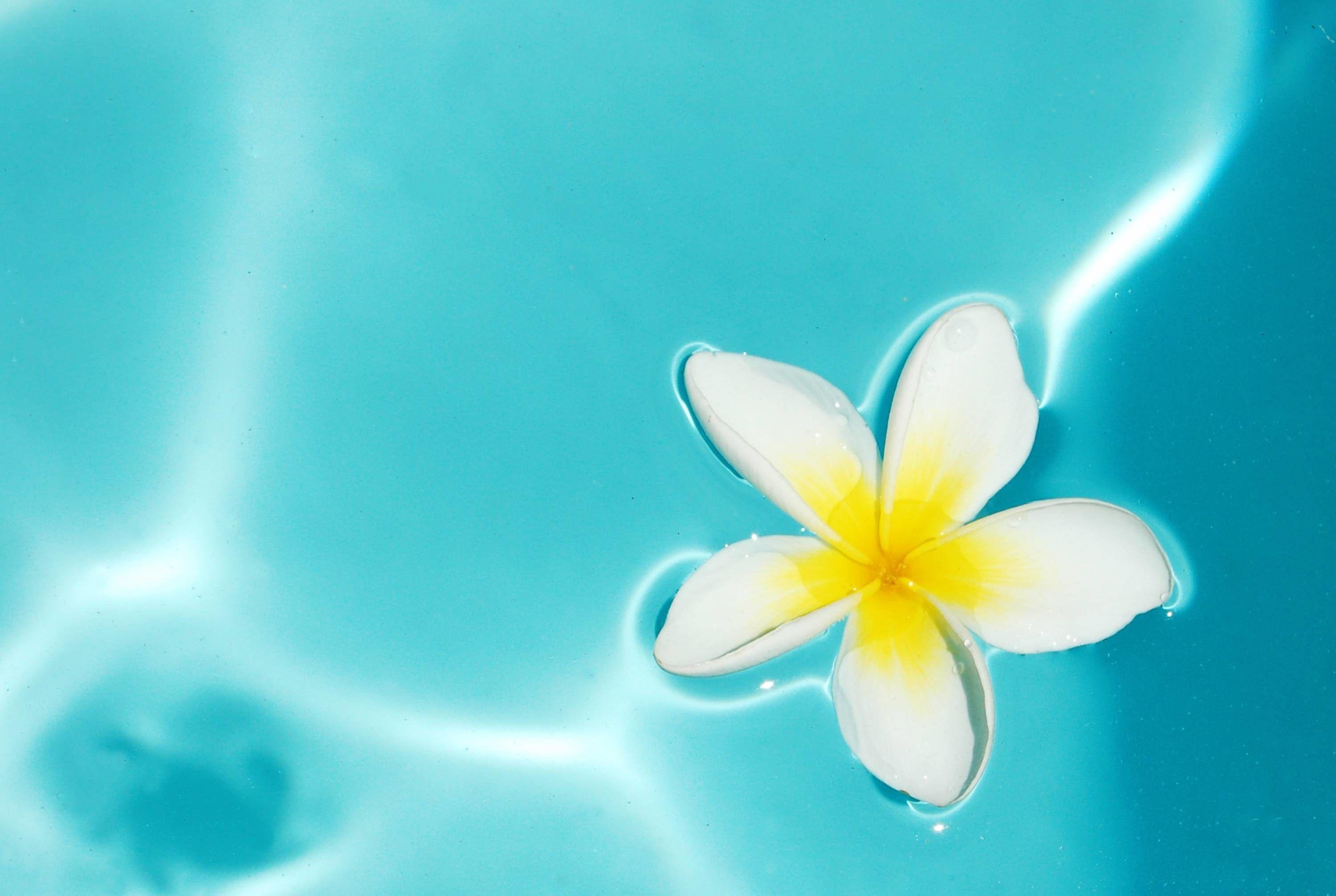 Plumeria, HD Bild, Blumen, Natur, Frangipani, 3000x2020 HD Desktop