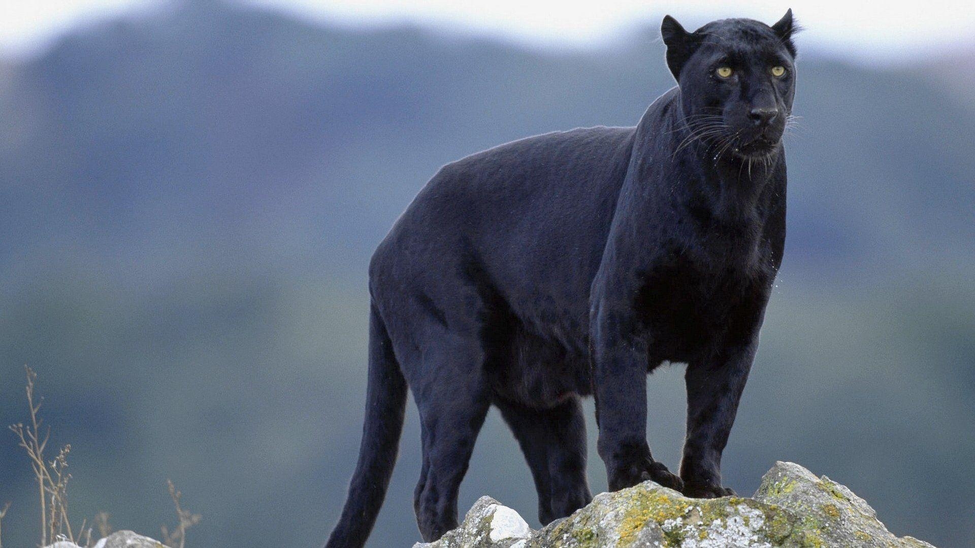 Schwarzer Panther, Tier, HD, Hintergrund, Bild, 1920x1080 Full HD Desktop