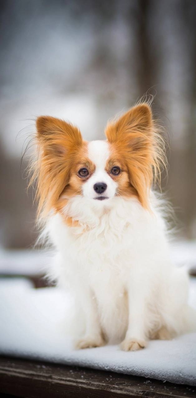 Papillon Hund, Hintergrund, Tierfreund, Niedlich, Welpe, 630x1280 HD Handy