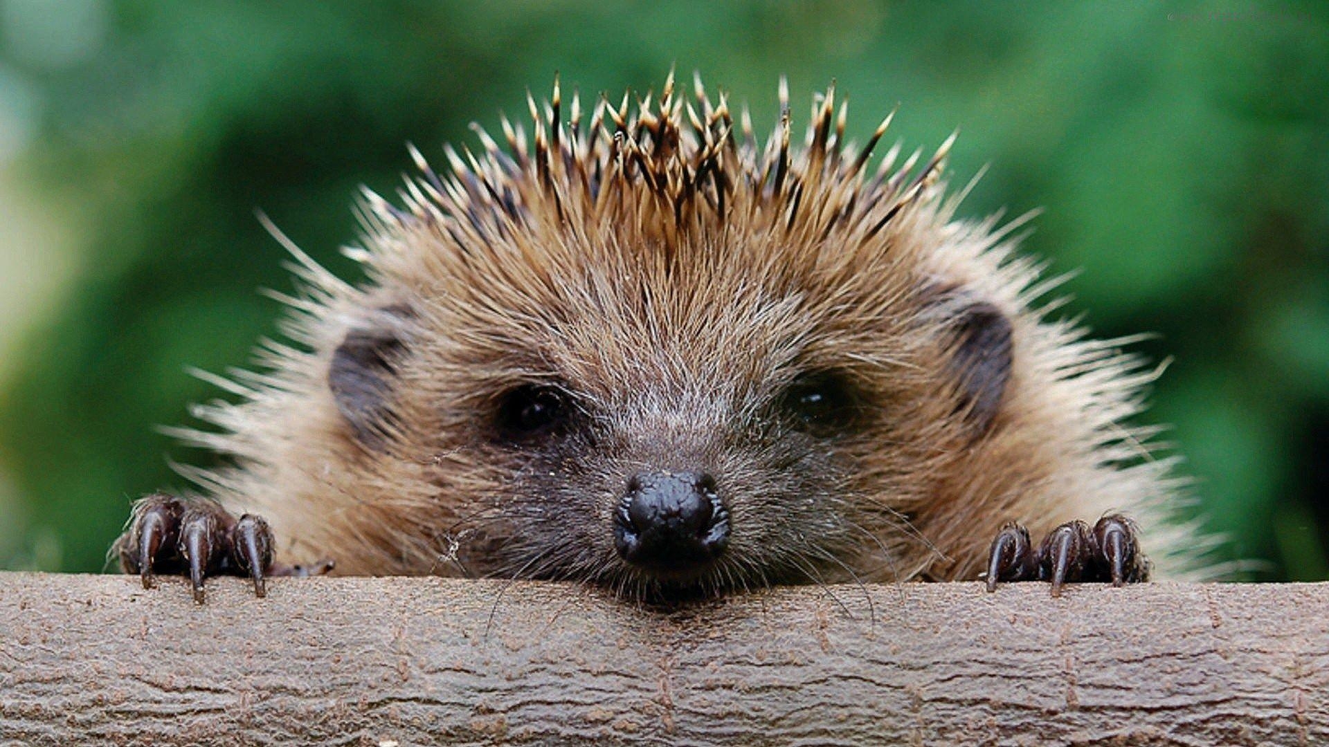 Igel Bild Foto Hintergrund Tier, 1920x1080 Full HD Desktop