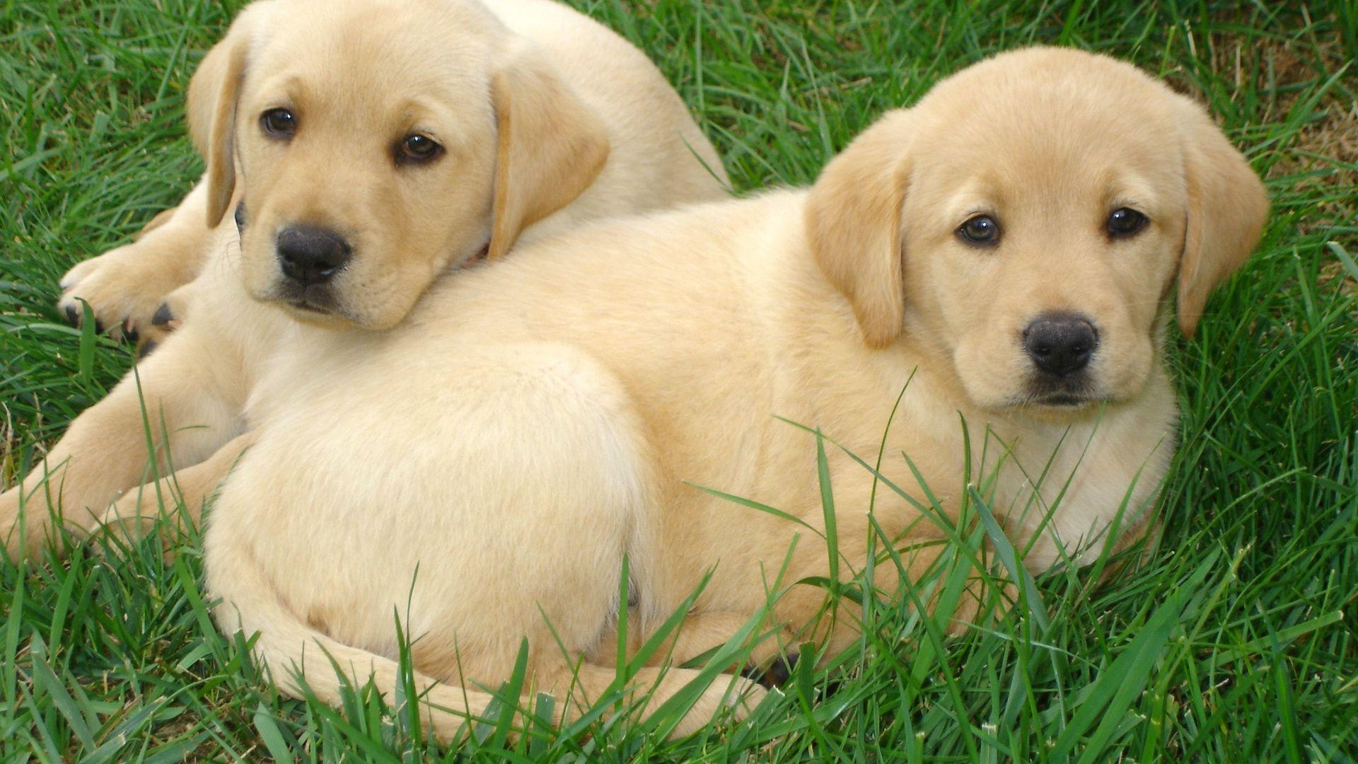 Labrador Welpen, HD, Hintergrund, Kostenlos, Tiere, 1920x1080 Full HD Desktop