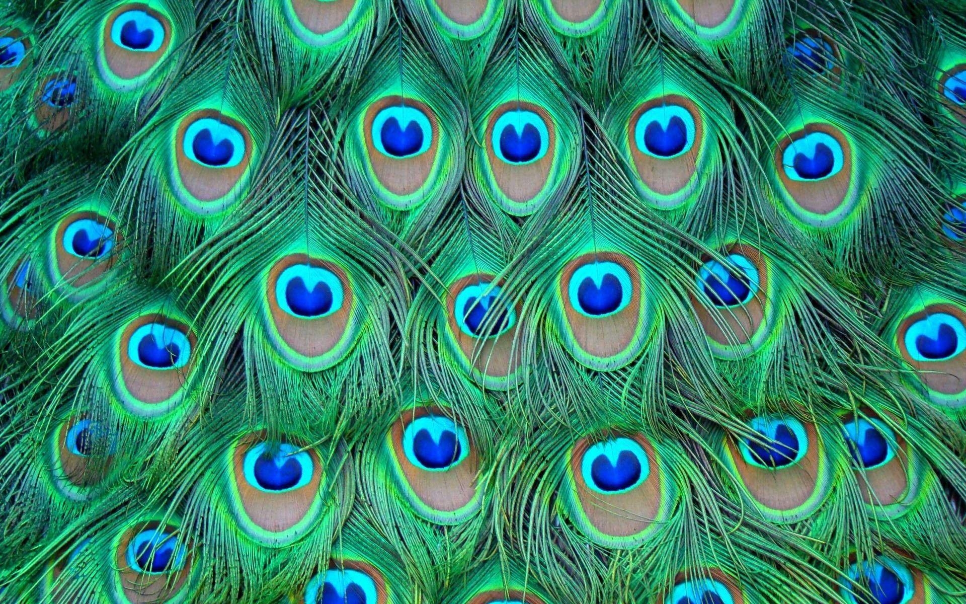 Pfau, Desktop Hintergrund, HD-Bild, Vogel, Schönheit, 1920x1200 HD Desktop