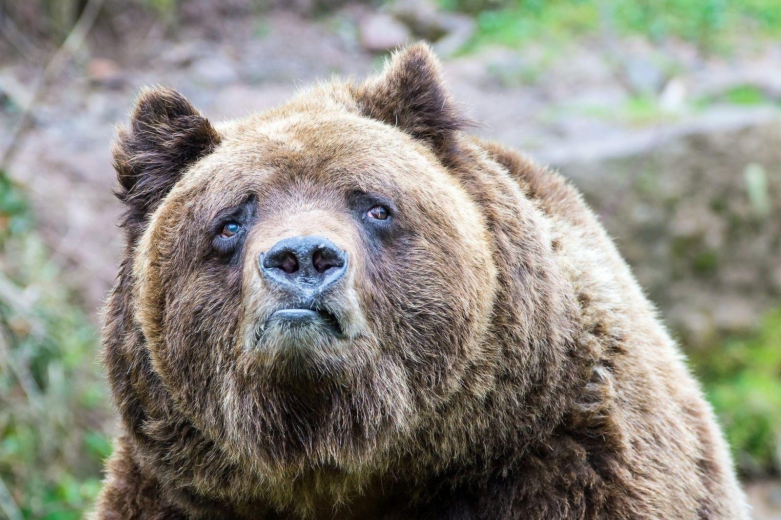 Braunbär, Grizzly, Traurigkeit, Natur, Wildtiere, 1600x1070 HD Desktop