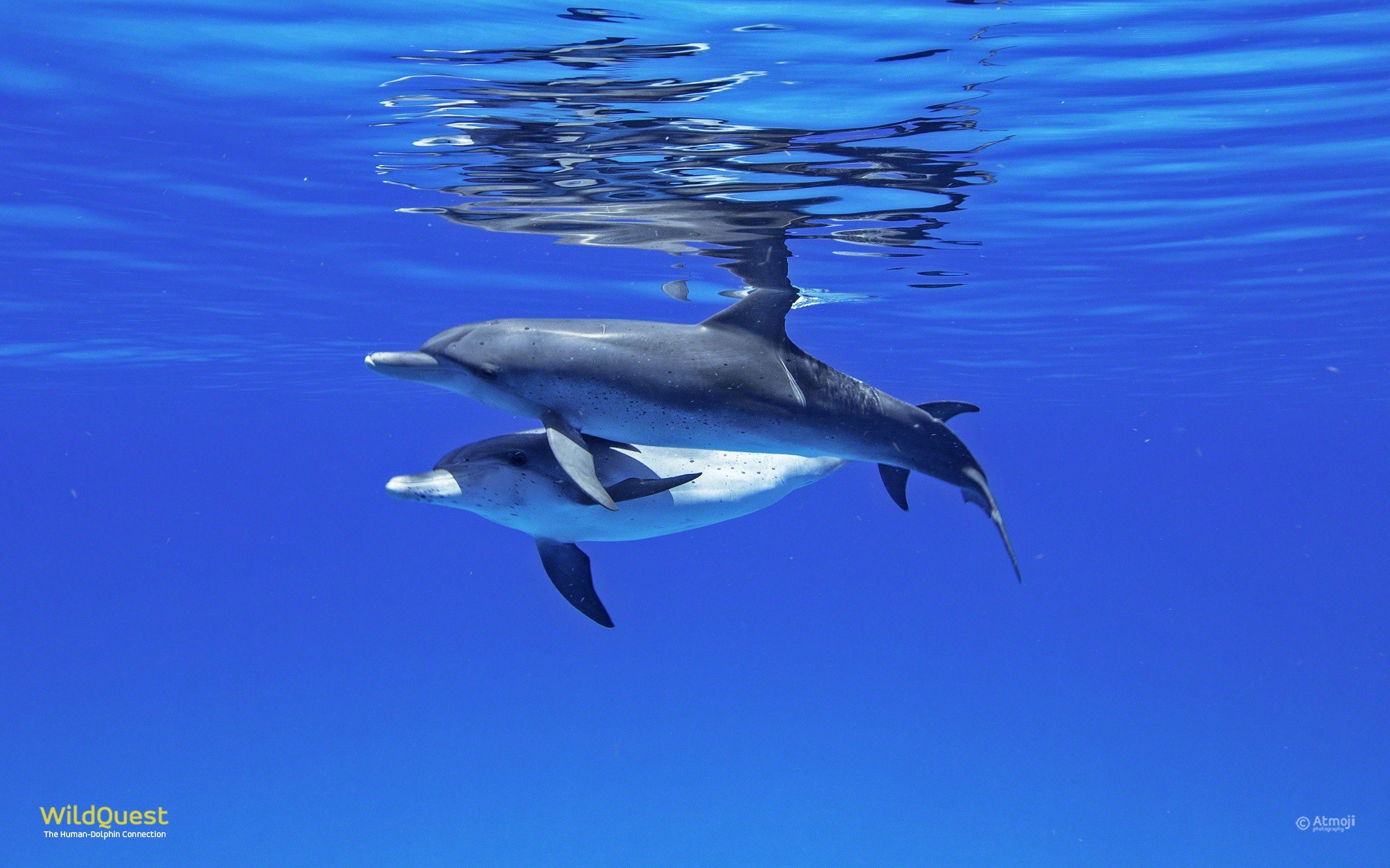 Delphin, Meeressäuger, Ozean, Wasser, Tier, 2880x1800 HD Desktop