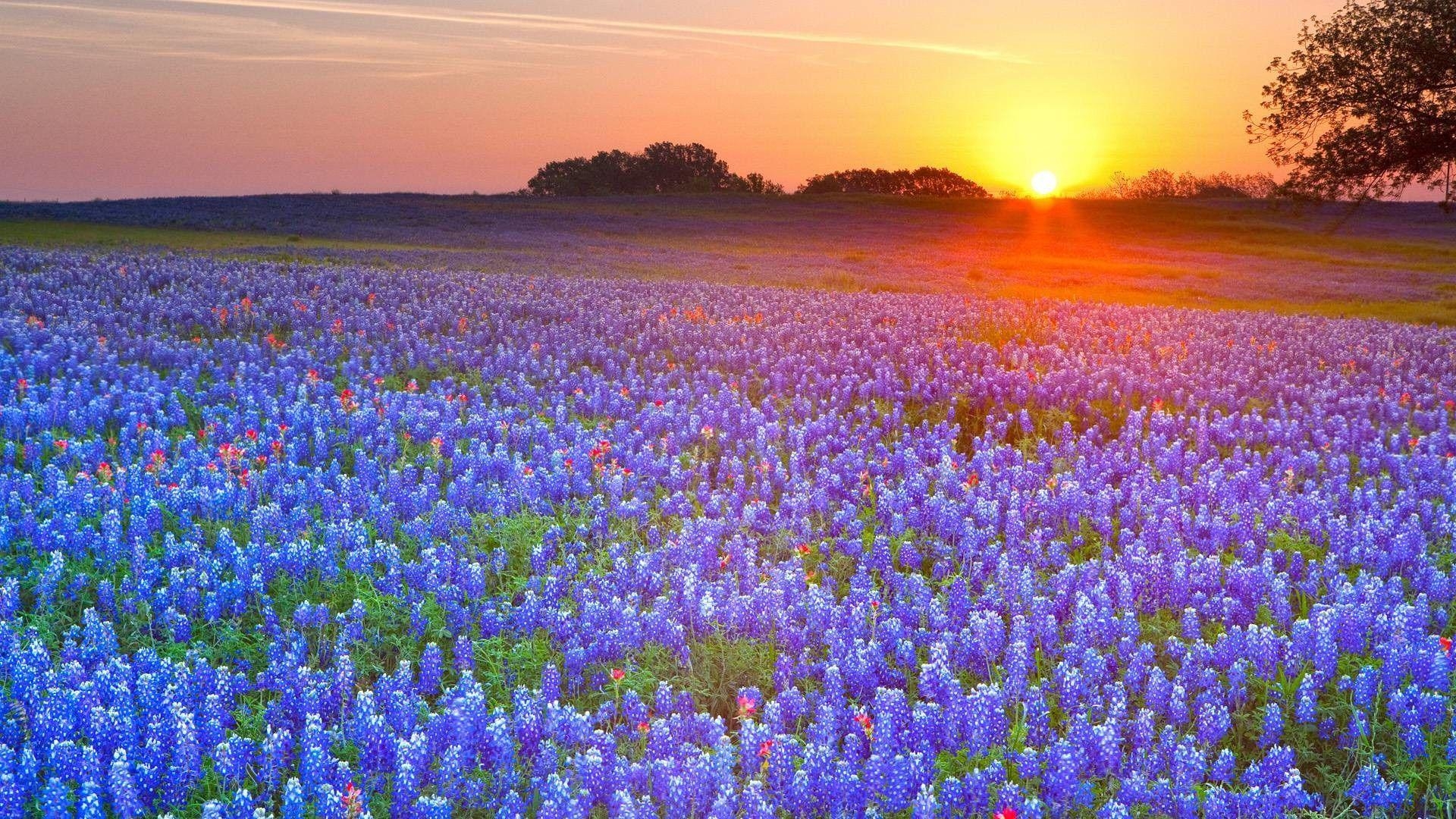 Bluebonnet, Natur, Landschaft, Blumen, Texas, 1920x1080 Full HD Desktop