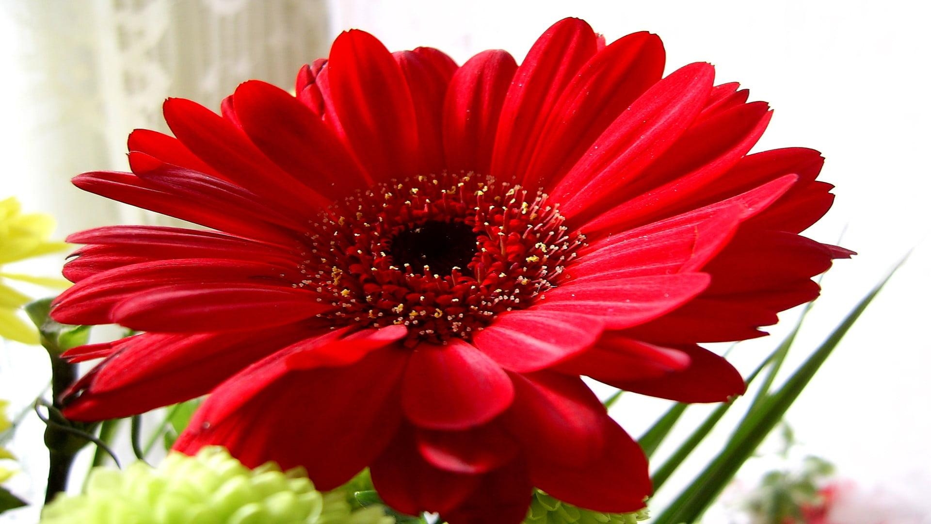 Gerbera Daisy, Blume, Natur, Hintergrund, Bild, 1920x1080 Full HD Desktop