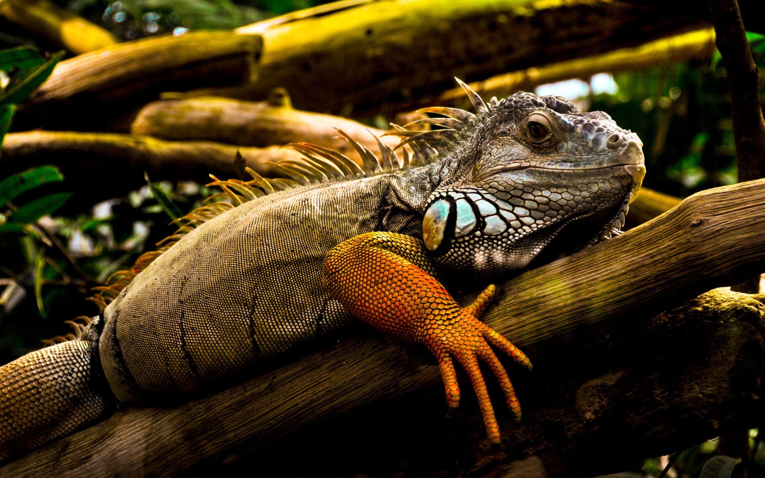 Leguan, Bild, HD, Reptilien, Tiere, 2560x1600 HD Desktop