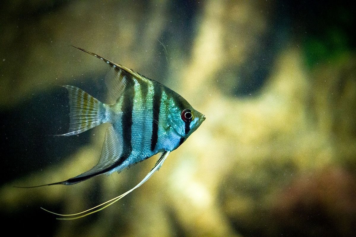 Angelfish, Grafik, Aquarium, Wasserwesen, Tiere, 1200x800 HD Desktop