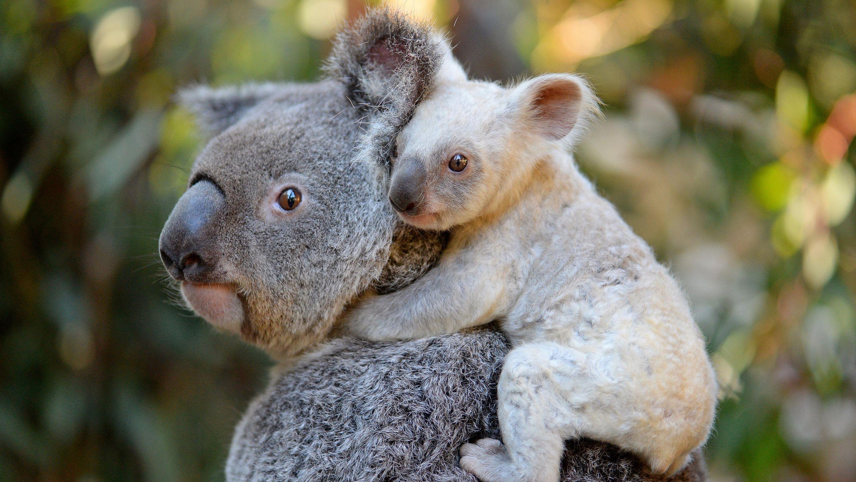 Koala, Tier, Hintergrund, Bild, Australien, 3000x1690 HD Desktop