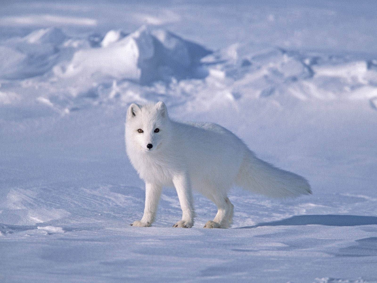 Arktischer Fuchs, Bild, Tiere, Schnee, Süß, 1600x1200 HD Desktop