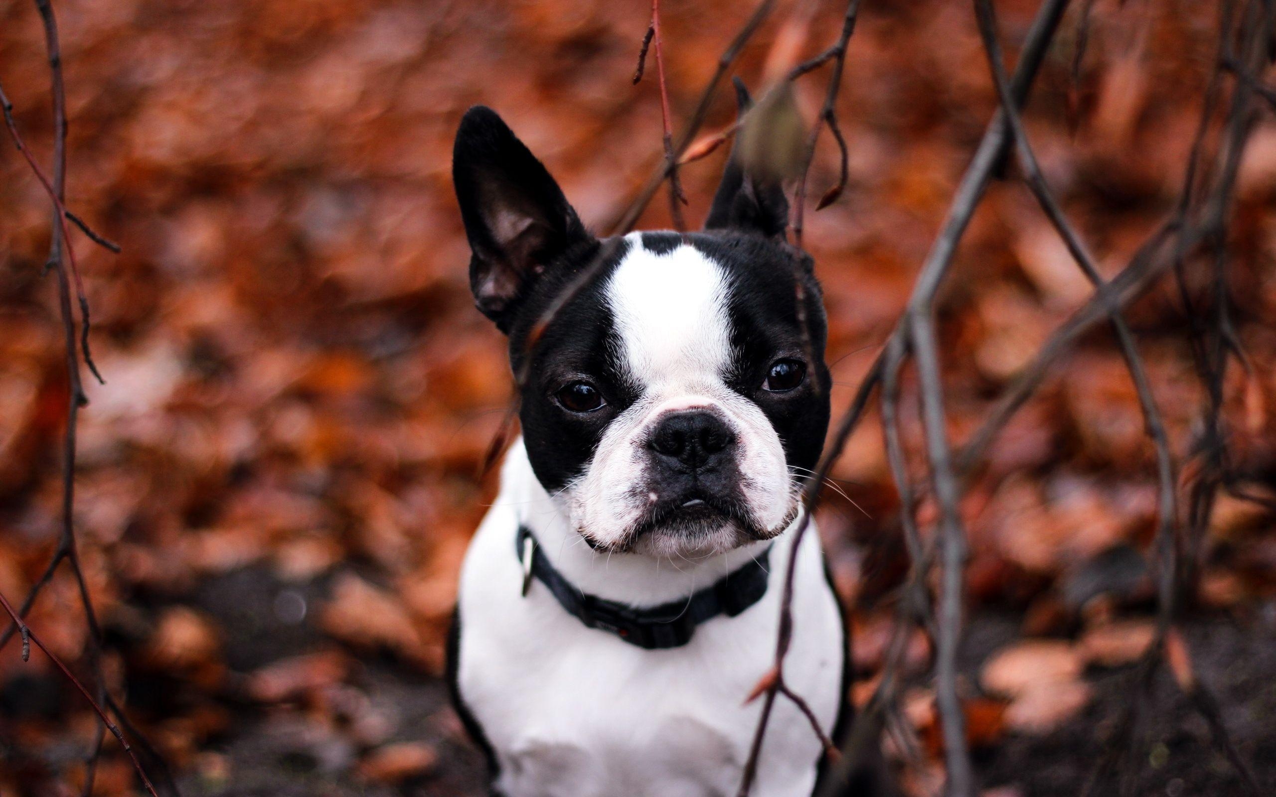 Französische Bulldogge, HD, Hintergrundbild, Tier, Niedlich, 2560x1600 HD Desktop