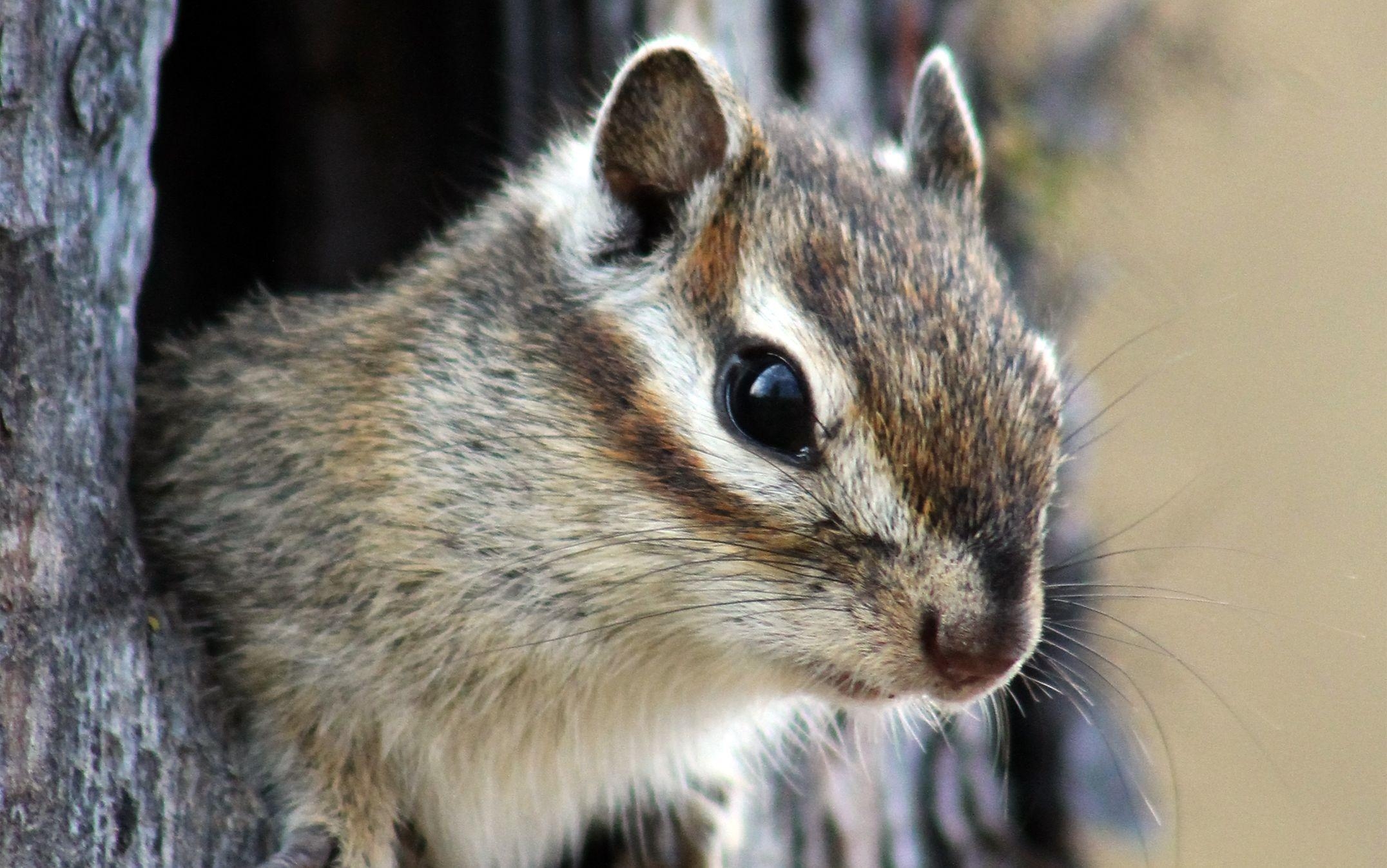 Kostenloser Chipmunk Download, Desktop, Hintergrund, Foto, 2160x1350 HD Desktop