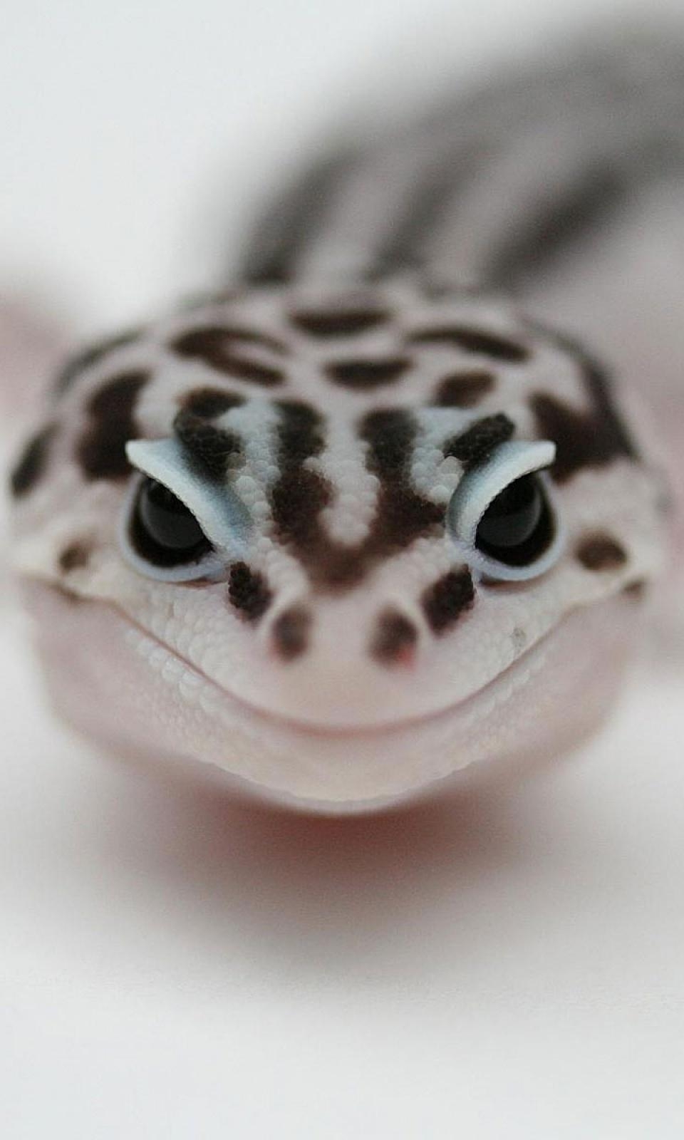 Leopardengecko, Hintergrund, Von May Barnett, Reptil, Bild, 960x1600 HD Handy