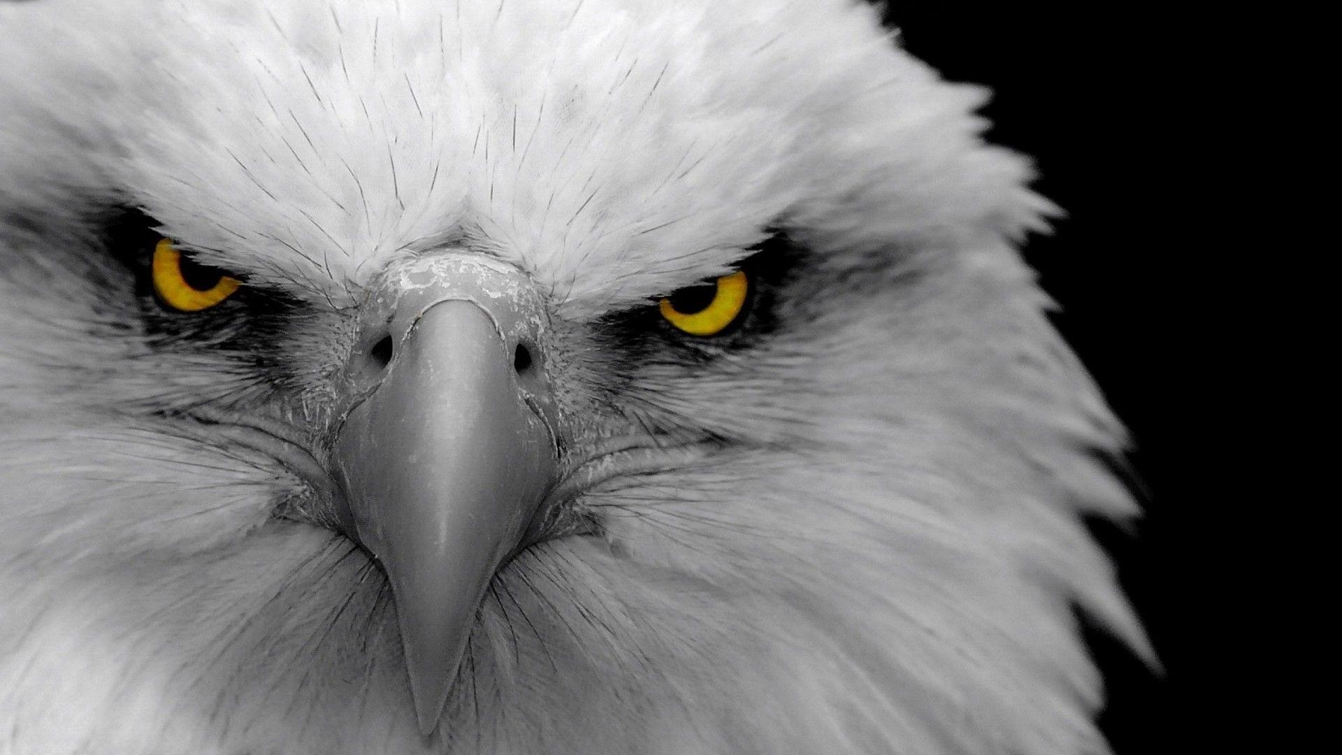 Adler, Desktop, Hintergrund, Vogel, Motiv, 1920x1080 Full HD Desktop