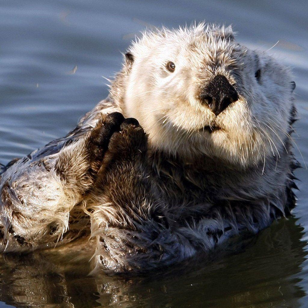 Seeotter, Wasser, Meer, Tiere, Bild, 1030x1030 HD Handy