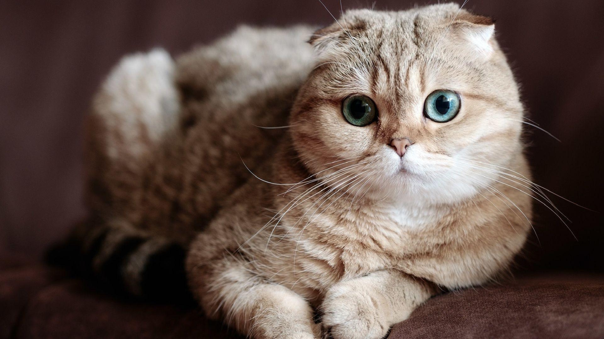 Scottish Fold, Katze, HD, Download, Hintergrund, 1920x1080 Full HD Desktop