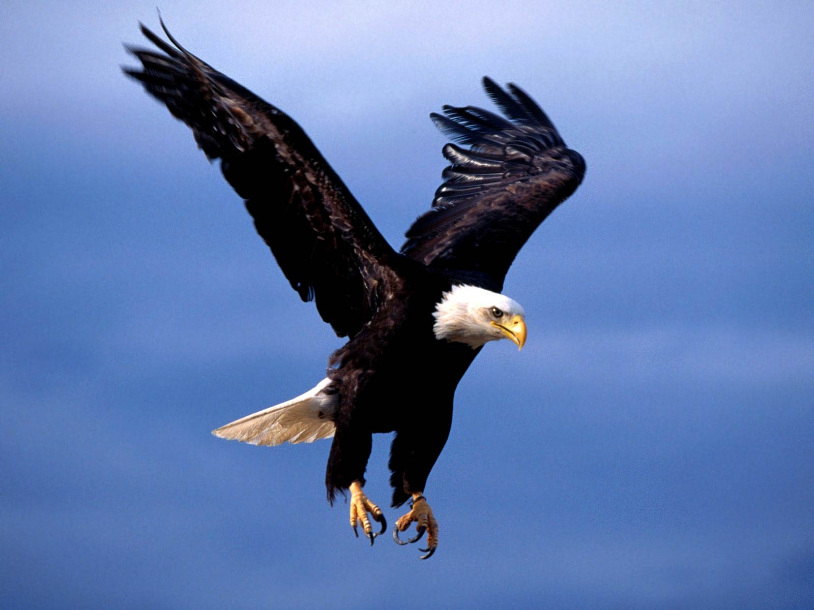 Weißkopfseeadler, Hintergrund, Bild, Tier, Natur, 1600x1200 HD Desktop