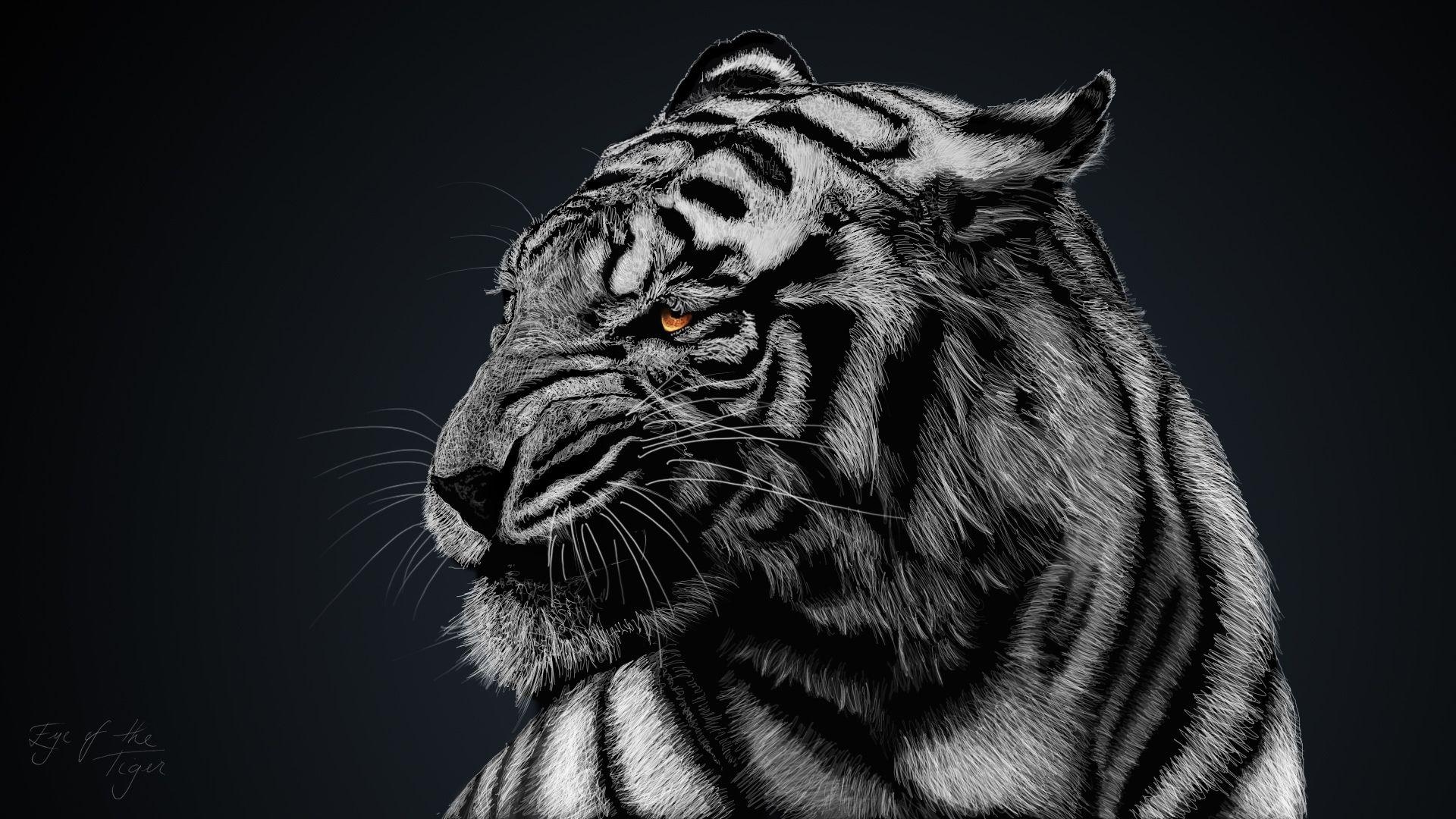 Weißer Tiger, Kostenlose Bilder, Download, Tiere, 1920x1080 Full HD Desktop