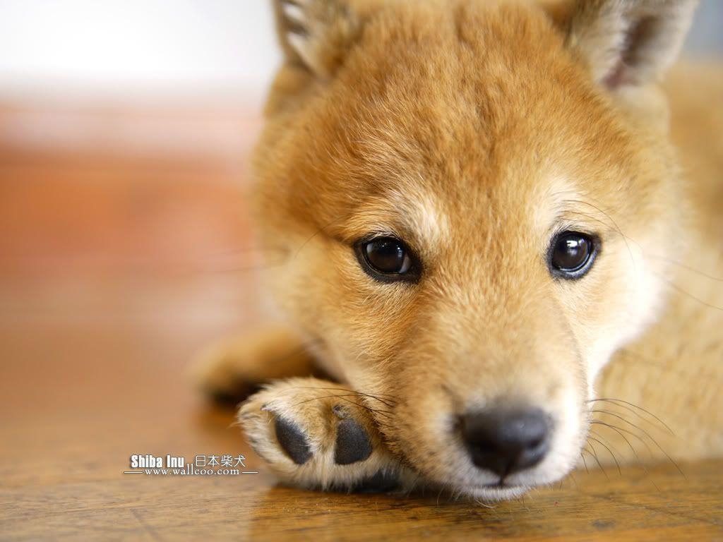 Shiba Inu, Auflösung, Hund, Download, Bild, 1030x770 HD Desktop