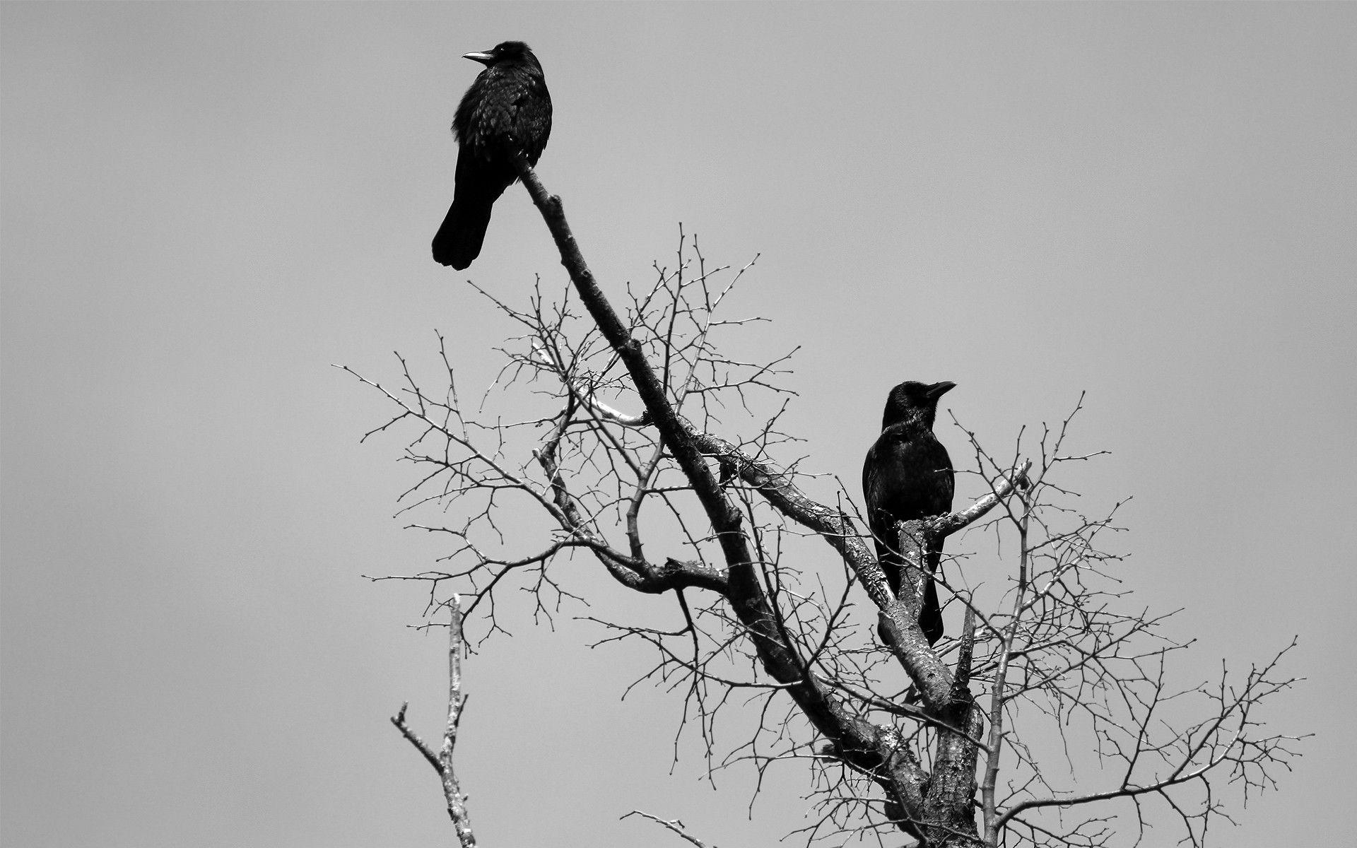 Krähe, Tierwelt, Vogel, Schwarz, Flügel, 1920x1200 HD Desktop