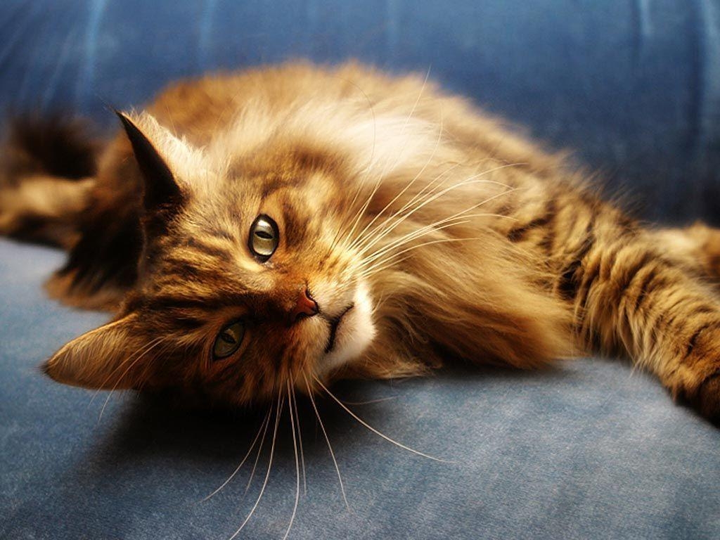 Maine Coon, HD, Katze, Welt, Maine, 1030x770 HD Desktop