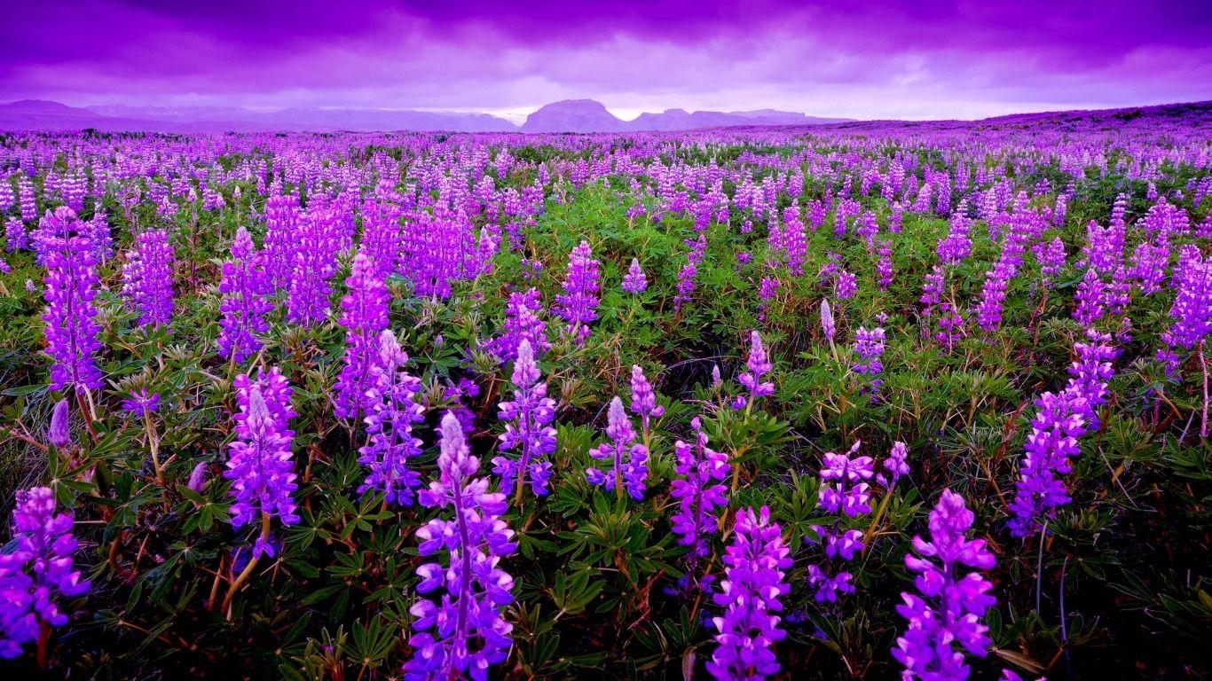 Lavendel, Bild, Download, Natur, Kunst, 1370x770 HD Desktop