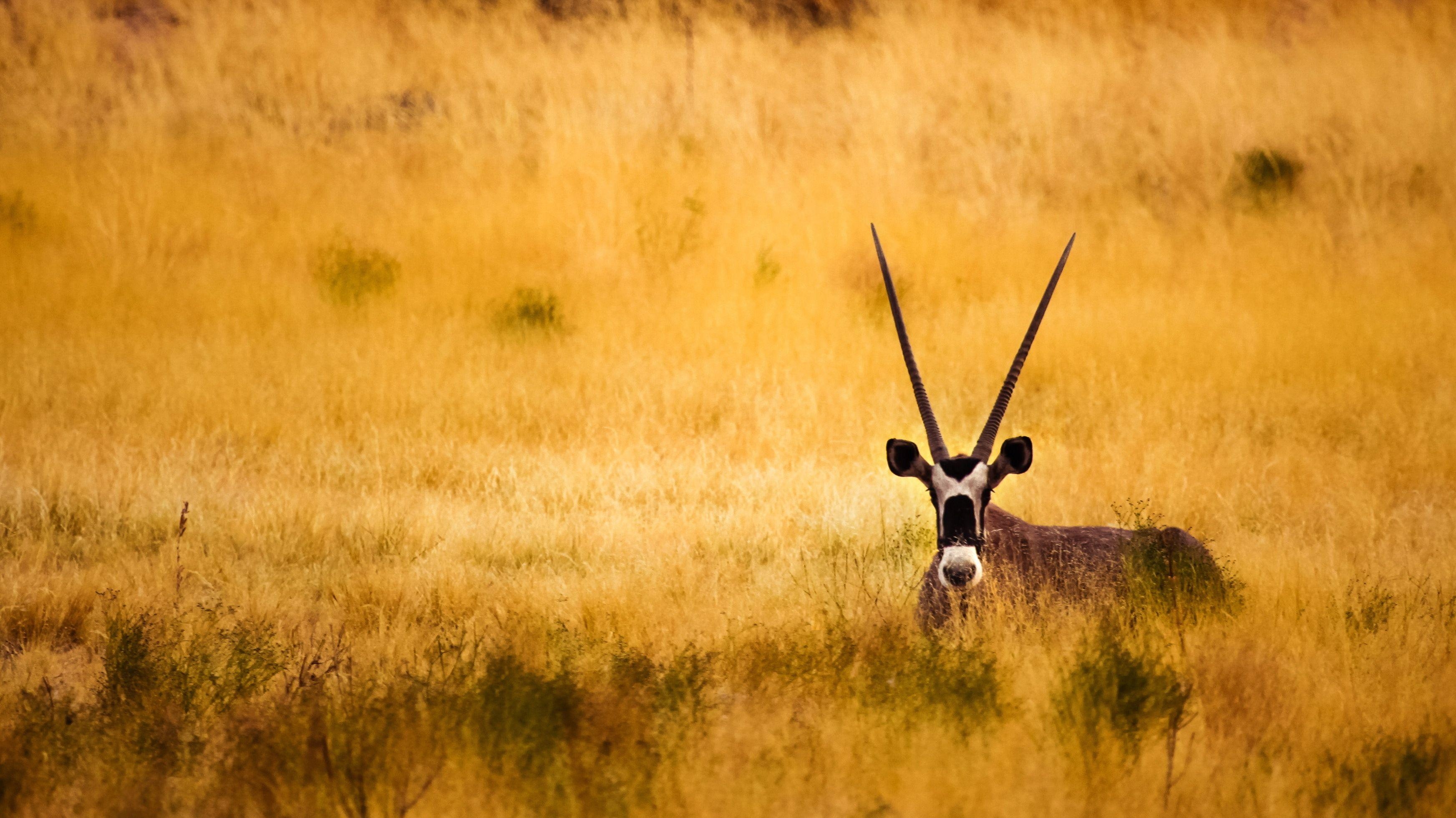 Antilope, Hochauflösend, Wildtiere, KDYVRLS, Hintergrund, 3490x1970 HD Desktop